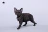  Artikelbild 1 des Artikels “1/3 Scale Devon Rex Cat (Black) “