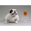 Artikelbild 1 des Artikels “MR.Z American Pitbull 2.0 Dog (White) 1:6 “
