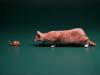  Artikelbild 1 des Artikels “Felis Catus 2.0 (Ver. A) 1/6 Scale Figure “