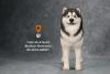  Artikelbild 1 des Artikels “Alaskan Malamute Dog (Black) 1:6 “