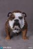  Artikelbild 1 des Artikels “British Bulldog (Brown) 1:6 “