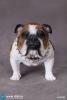  Artikelbild 1 des Artikels “British Bulldog (Brown White) 1:6 “