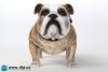  Artikelbild 1 des Artikels “British Bulldog (Light Brown ) 1:6 “
