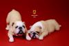  Artikelbild 1 des Artikels “British Bulldog Dogs Set (Beige White) 1:6 “