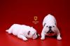  Artikelbild 1 des Artikels “British Bulldog Dogs Set (White) 1:6 “
