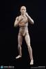  Product image 1 of the product “Caucasian Male New Advanced Body (Slim Version) ”