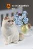  Artikelbild 1 des Artikels “Maine Coon Cat (Beige) 1:6 “