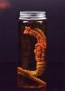  Product image 1 of the product “Alien - LARVA 1/6 Miniglas ”