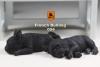  Artikelbild 1 des Artikels “French Bulldog Set (Black) 1:6 “