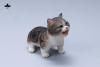 Artikelbild 1 des Artikels “1/6 Kitten (Ver. C) 1/6 Scale “