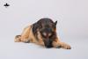  Artikelbild 1 des Artikels “1/6 Scale Schäferhund liegend (Braun) “