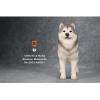  Artikelbild 1 des Artikels “Alaskan Malamute Dog (Grey) 1:6 “