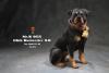  Artikelbild 1 des Artikels “Rottweiler - in 1/6 scale 2.0 “