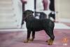  Artikelbild 1 des Artikels “Rottweiler Dog (Black)1:6 “