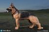  Artikelbild 1 des Artikels “Deutscher Schäferhund 1:6 “