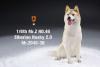 Artikelbild 1 des Artikels “Siberian Husky Dog 2.0 (Beige) 1:6 “