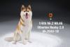  Artikelbild 1 des Artikels “Siberian Husky Dog 2.0 (Beige) 1:6 “