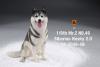  Artikelbild 1 des Artikels “Siberian Husky Dog 2.0 (Black) 1:6 “