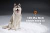  Artikelbild 1 des Artikels “Siberian Husky Dog 2.0 (Grey) 1:6 “