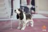  Artikelbild 1 des Artikels “Springer Spaniel Dog (Brown) 1:6 “