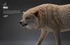  Artikelbild 1 des Artikels “1/6 weisser Wolf “
