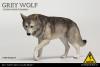 Product image 1 of the product “Wolf (Grey) 1/6 ”