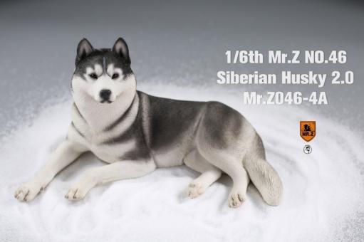 Siberian Husky Dog 2.0 (Black) 1/6 