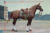  Product image 10 of the product “Anselm - WW II German - Brown WWII German War Horse (Standing)- in 1:6 ”