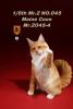  Artikelbild 2 des Artikels “Maine Coon Cat (Beige) 1:6 “