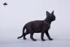  Artikelbild 2 des Artikels “1/3 Scale Devon Rex Cat (Black) “
