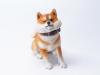 Artikelbild 2 des Artikels “Rebellious Shiba Inu (Ver. A1) 1:6 “