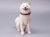  Product image 2 of the product “Shiba Inu Smiling (Ver. C) 1/6 Scale Figure ”