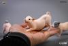  Artikelbild 2 des Artikels “Kleines Schweinchen (Set 3 Stk) 1:6 “