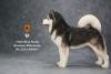  Artikelbild 2 des Artikels “Alaskan Malamute Dog (Black) 1:6 “