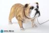  Artikelbild 2 des Artikels “British Bulldog (Light Brown ) 1:6 “