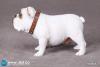  Product image 2 of the product “British Bulldog (White) 1/6 ”