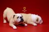  Artikelbild 2 des Artikels “British Bulldog Dogs Set (Beige White) 1:6 “