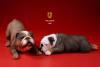  Product image 2 of the product “British Bulldog Dogs Set (Brown) 1/6 ”