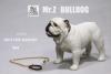 Product image 2 of the product “English Bulldog Whiter Dwarf 1/6 ”