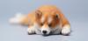  Artikelbild 2 des Artikels “Shiba Inu Laying (Ver.A1 ) 1/6 Scale Figure “