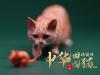  Artikelbild 2 des Artikels “Felis Catus 2.0 (Ver. A) 1/6 Scale Figure “