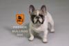  Artikelbild 2 des Artikels “MR.Z French Bulldog 05 1:6 “