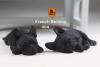  Artikelbild 2 des Artikels “French Bulldog Set (Black) 1:6 “