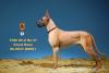  Artikelbild 2 des Artikels “German Great Dane Dog (Beige) 1:6 “