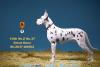  Artikelbild 2 des Artikels “German Great Dane Dog (White) 1:6 “