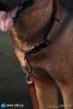  Artikelbild 2 des Artikels “Deutscher Schäferhund 1:6 “