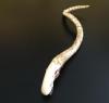  Product image 2 of the product “1/6 Alien chestburster ”