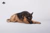  Artikelbild 2 des Artikels “1/6 Scale Schäferhund liegend (Braun) “