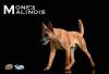  Artikelbild 2 des Artikels “Malinois (Beige) 1:6 “