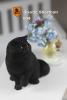  Artikelbild 2 des Artikels “Exotic Shorthair Cat (Black) 1:6 “